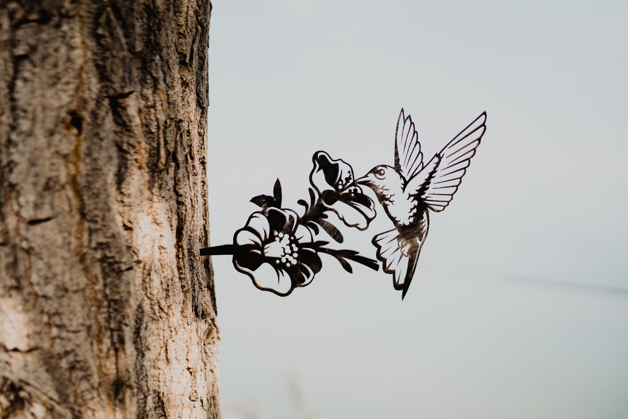 Hummingbird Feeding