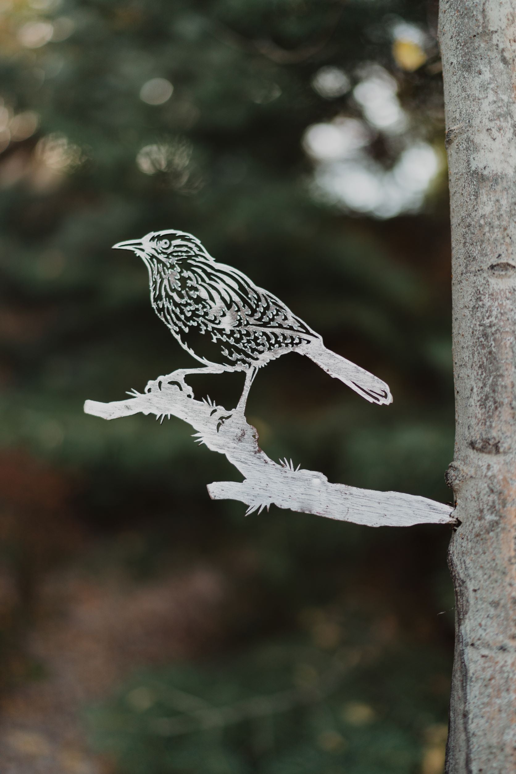 Cactus Wren