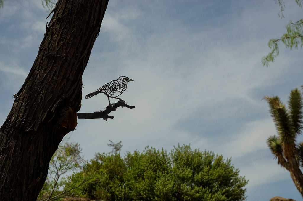 Cactus Wren