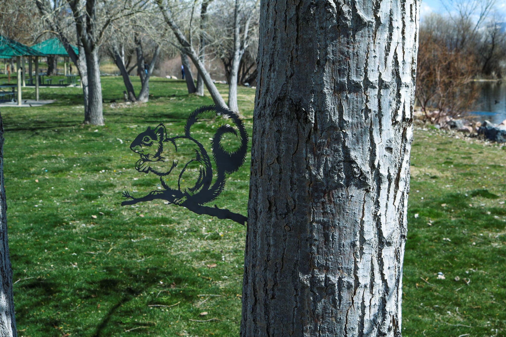 Grey Squirrel